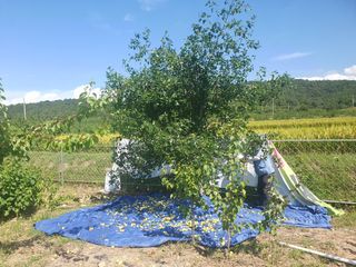 참가죽님의 기타작물 · 영농일지 작성글 사진