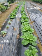 팜모닝 배추·영농일지 게시글 이미지