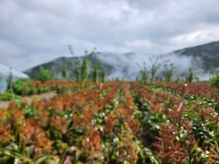 김시헌 님의 기타작물 · 영농일지 작성글 사진