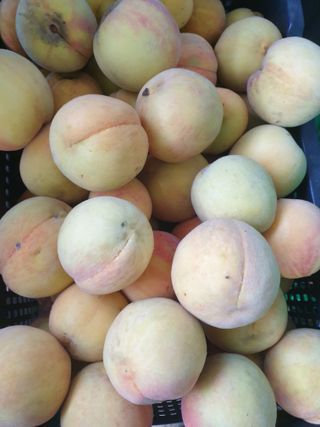 논산푸른팜님의 자유주제 · 자유게시판 작성글 사진