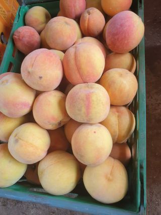 논산푸른팜님의 자유주제 · 자유게시판 작성글 사진