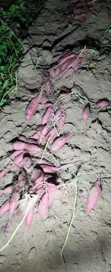 팜모닝 고추·영농일지 게시글 이미지