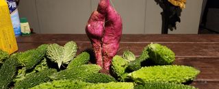 장기수님의 고추 · 영농일지 작성글 사진