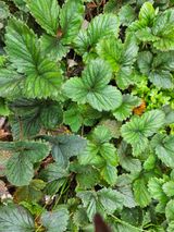 팜모닝 고구마·영농일지 게시글 이미지