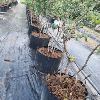 금송농원정시훈님의 블루베리 · 영농일지 작성글 사진