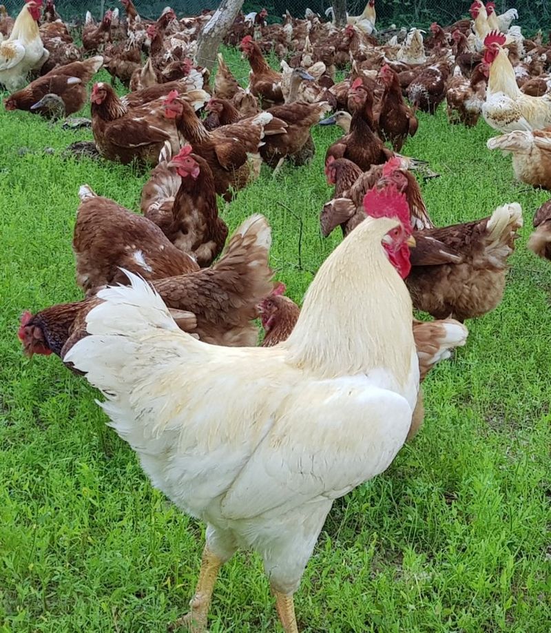 계초님의 장터 판매 상품 [장닭.청둥오리 판매(분양)합니다] 첨부 사진