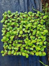 팜모닝 배추·영농일지 게시글 이미지