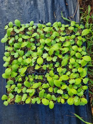 이남신님의 배추 · 영농일지 작성글 사진