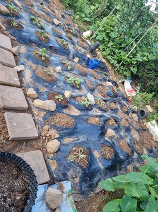 이남신님의 배추 · 영농일지 작성글 사진