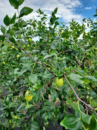 윤용대님의 기타작물 · 영농일지 작성글 사진