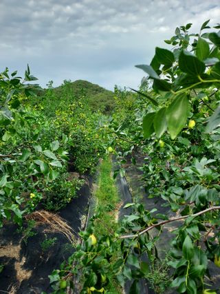 윤용대님의 기타작물 · 영농일지 작성글 사진