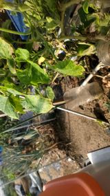 팜모닝 호박·영농일지 게시글 이미지