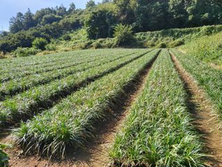 청양 산골꾸찌뽕 님의 기타작물 · 영농일지 작성글 사진