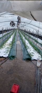 팜모닝 토마토·영농일지 게시글 이미지