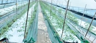 박옥희님의 토마토 · 영농일지 작성글 사진