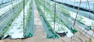 박옥희님의 토마토 · 영농일지 작성글 사진