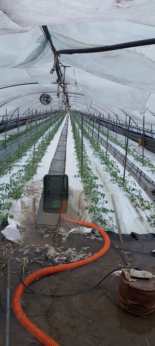 박옥희님의 토마토 · 영농일지 작성글 사진