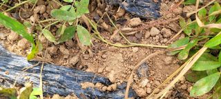 니나노님의 기타작물 · 영농일지 작성글 사진