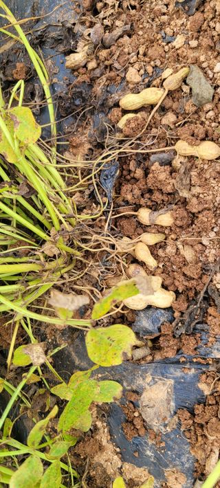 니나노님의 기타작물 · 영농일지 작성글 사진