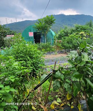 자유인1님의 고추 · 영농일지 작성글 사진