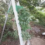 팜모닝 기타작물·영농일지 게시글 이미지