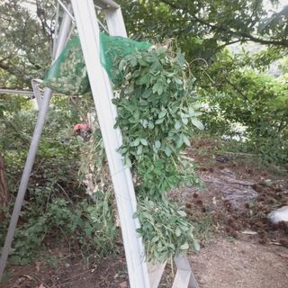 피영철/강호님의 기타작물 · 영농일지 작성글 사진