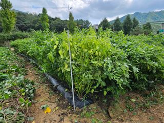 마중물0715님의 들깨 · 영농일지 작성글 사진