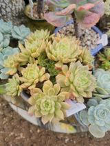 팜모닝 자유주제·자유게시판 게시글 이미지