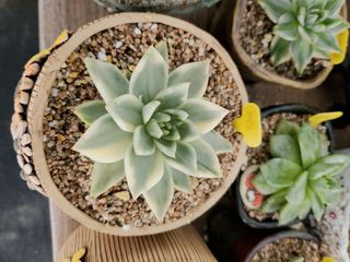 이연옥님의 자유주제 · 자유게시판 작성글 사진