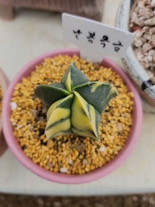 이연옥님의 자유주제 · 자유게시판 작성글 사진