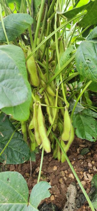 임원식님의 두릅 · 영농일지 작성글 사진