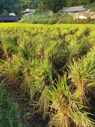 고추29286님의 벼 · 영농일지 작성글 사진