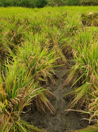 고추29286님의 벼 · 영농일지 작성글 사진