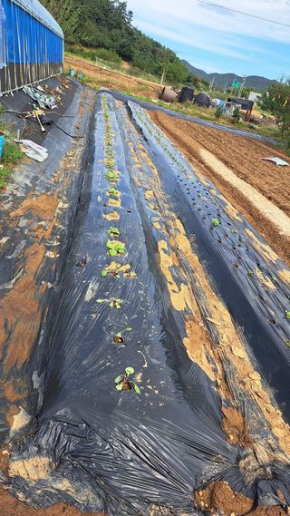 전남무안군박옥주님의 양배추 · 영농일지 작성글 사진