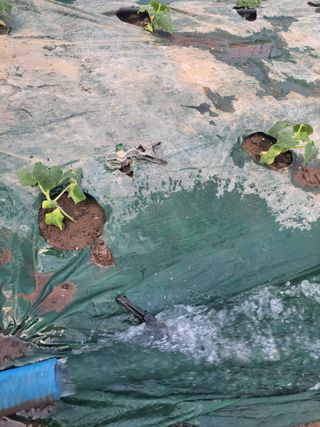 표고버섯20992님의 오이 · 영농일지 작성글 사진