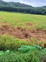 팜모닝 벼·영농일지 게시글 이미지