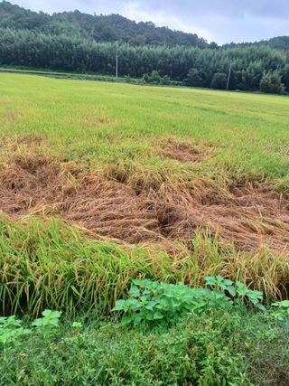 최일녕님의 벼 · 영농일지 작성글 사진