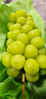 팜모닝 포도·영농일지 게시글 이미지