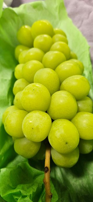 도담자두 샤인포도님의 포도 · 영농일지 작성글 사진