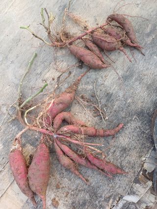 양정순님의 더운 가을, 농사 괜찮으신가요? · 참여글 작성글 사진