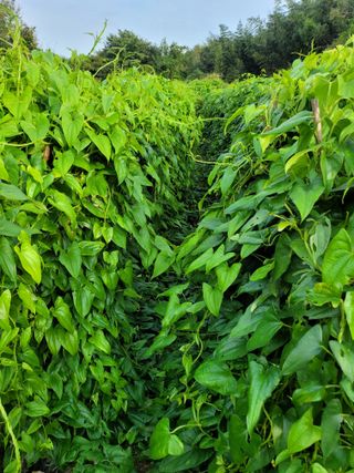 사과농사님의 자유주제 · 자유게시판 작성글 사진