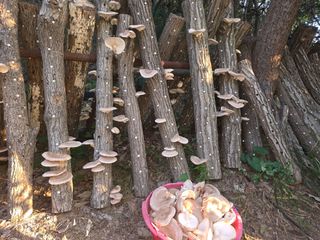 아별여님의 버섯 · 영농일지 작성글 사진