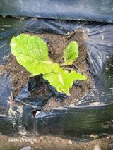 팜모닝 배추·영농일지 게시글 이미지