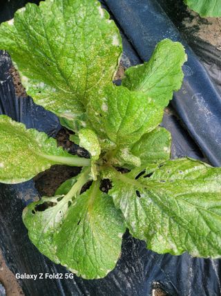 최덕병님의 배추 · 영농일지 작성글 사진