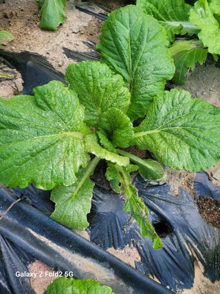 최덕병님의 배추 · 영농일지 작성글 사진