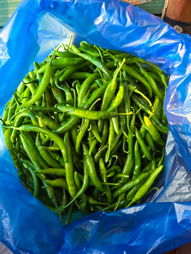 장터 상품 [청양고추 5.5kg(판매완료)] 썸네일