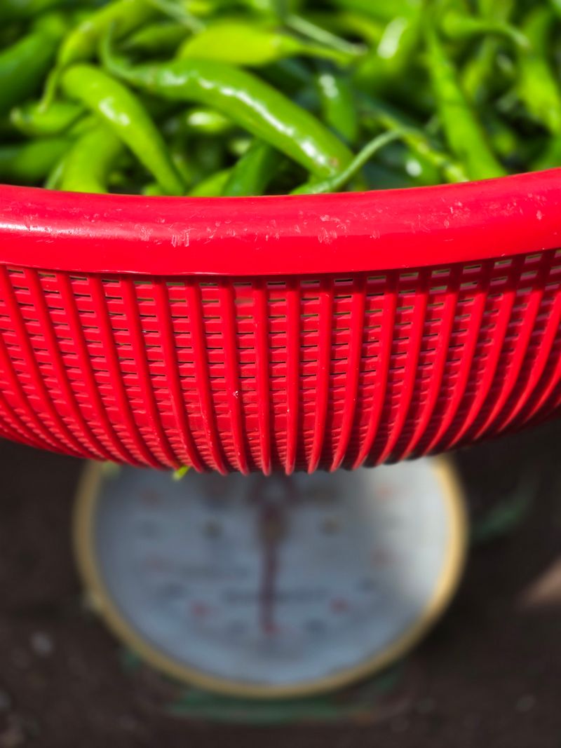 선비 농군님의 장터 판매 상품 [청양고추 5.5kg(판매완료)] 첨부 사진