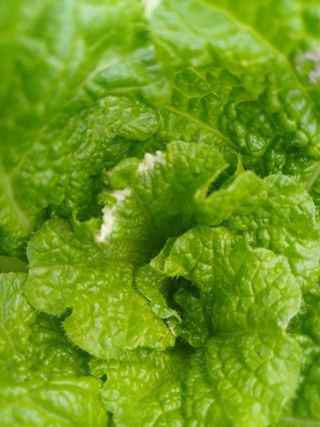 피켐님의 배추 · 병해충상담 작성글 사진