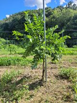 팜모닝 기타작물·영농일지 게시글 이미지