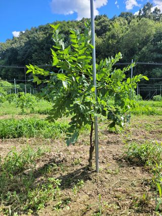 속리산정이품농원님의 기타작물 · 영농일지 작성글 사진